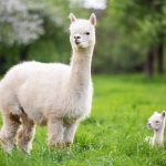 Hewan Alpaca Mamalia Yang Menawan Dari Pegunungan Andes