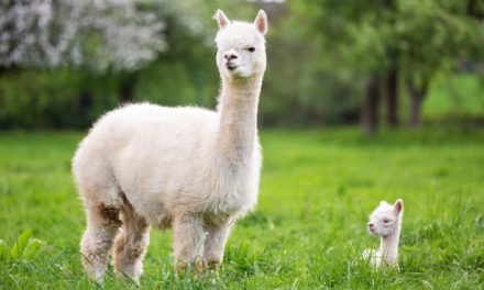 Hewan Alpaca Mamalia Yang Menawan Dari Pegunungan Andes