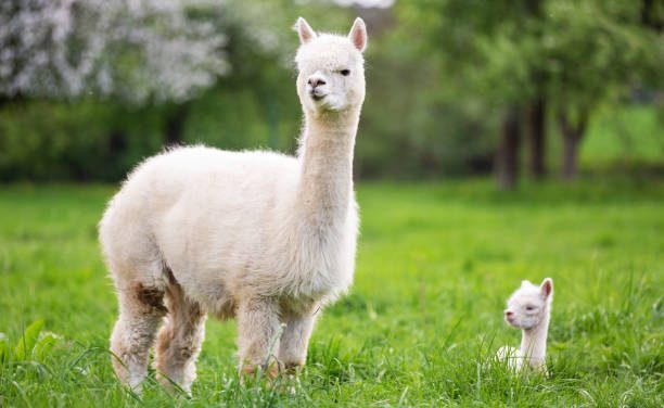 Hewan Alpaca Mamalia Yang Menawan Dari Pegunungan Andes