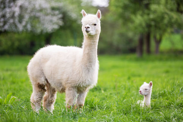 Hewan Alpaca Mamalia Yang Menawan Dari Pegunungan Andes