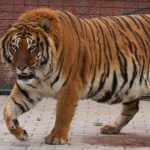 Wabah Virus Mematikan Tewaskan 72 Harimau di Thailand