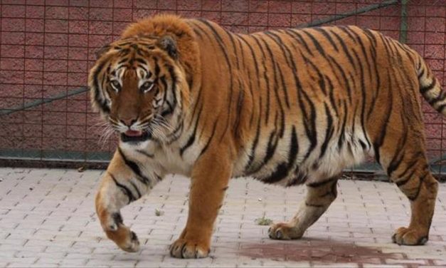 Wabah Virus Mematikan Tewaskan 72 Harimau di Thailand