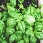 Tips Menanam Bayam Dalam Ruangan, Hasil Maksimal!