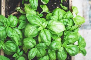 Tips Menanam Bayam Dalam Ruangan, Hasil Maksimal!