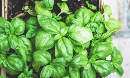 Tips Menanam Bayam Dalam Ruangan, Hasil Maksimal!