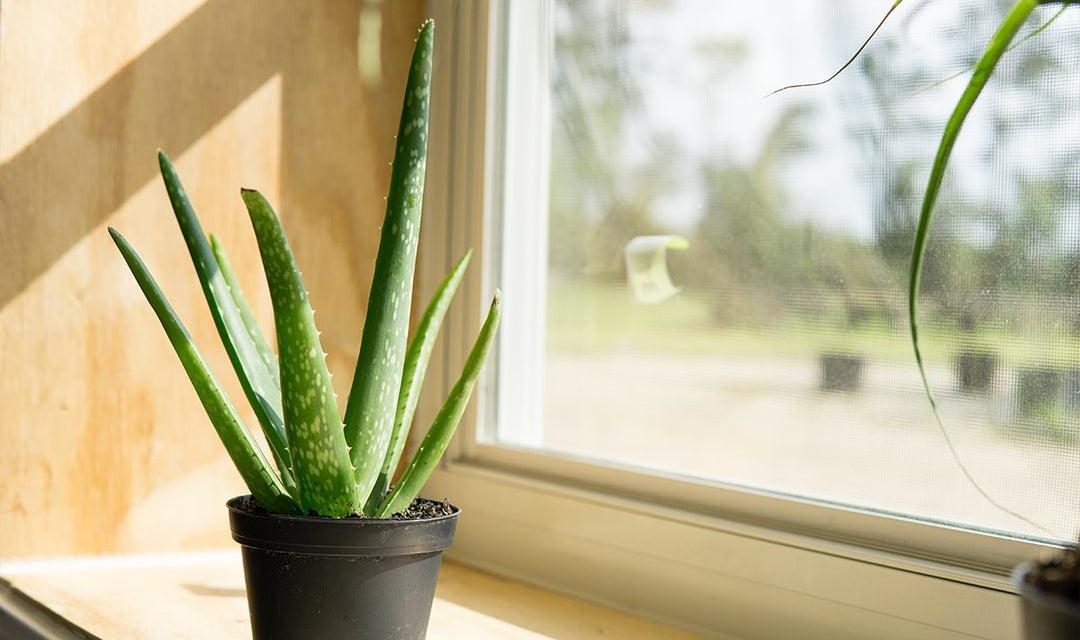 Lidah Buaya Jadi Tanaman Indoor, Tak Perlu Sering Di Siram