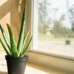 Lidah Buaya Jadi Tanaman Indoor, Tak Perlu Sering Di Siram