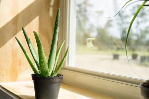 Lidah Buaya Jadi Tanaman Indoor, Tak Perlu Sering Di Siram