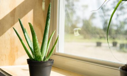 Lidah Buaya Jadi Tanaman Indoor, Tak Perlu Sering Di Siram